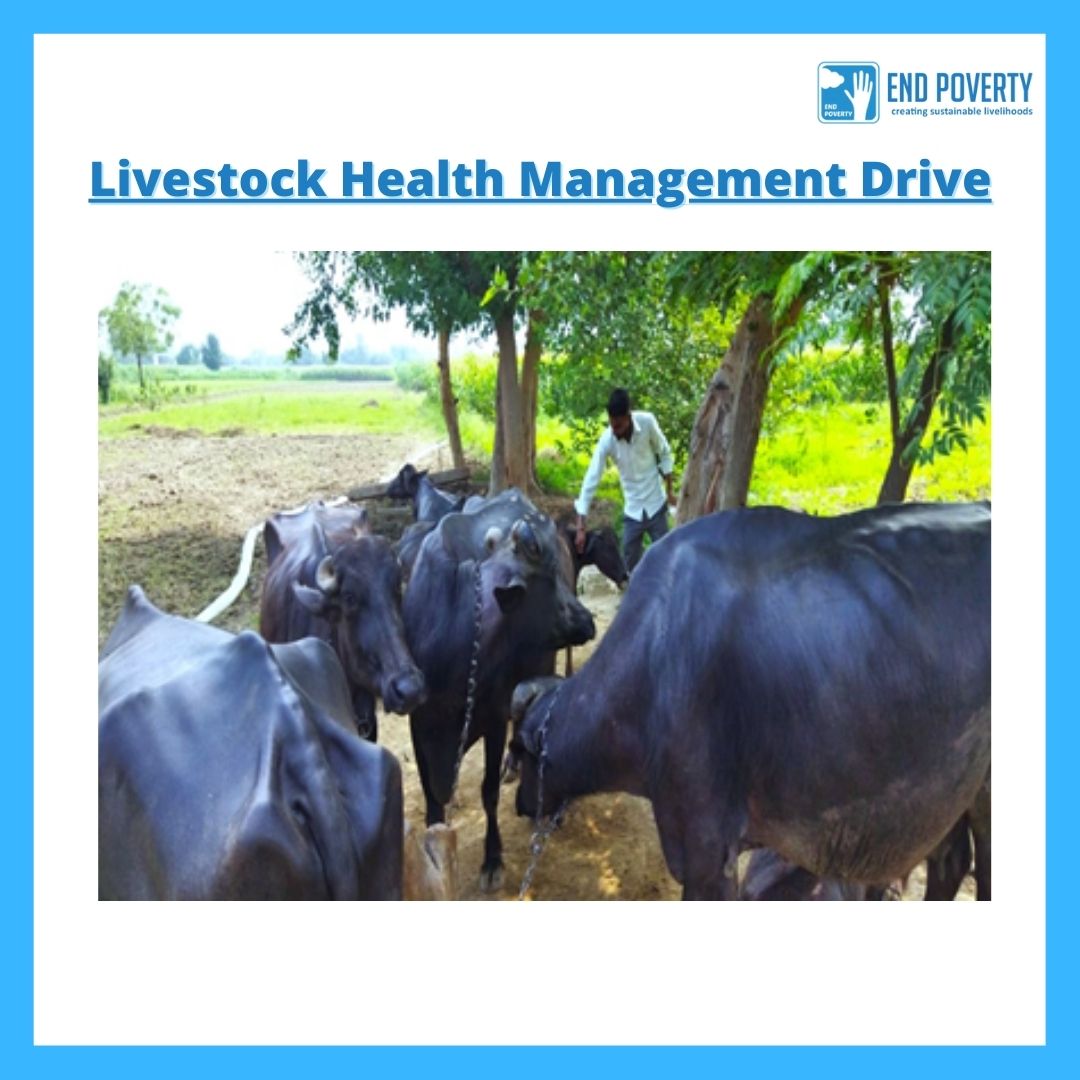 Animal Productivity Enhancement Program by End Poverty in Bulandshahr, Uttar  Pradesh. - End Poverty